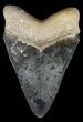 Serrated Megalodon Tooth - Bone Valley, Florida #48673-1